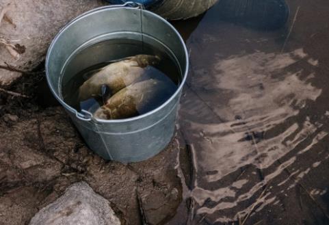 夏季投喂魚(yú)食要怎么做？